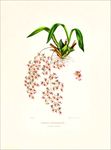手绘花朵 兰花插画 植物 自然