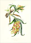 手绘花朵 兰花插画 植物 自然