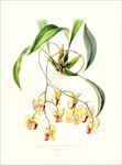 手绘花朵 兰花插画 植物 自然