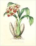 手绘花朵 兰花插画 植物 自然