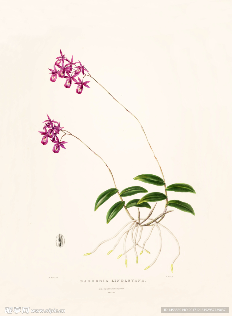 手绘花朵 兰花插画 植物 自然