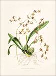 手绘花朵 兰花插画 植物 自然