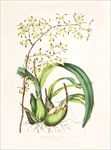 手绘花朵 兰花插画 植物 自然