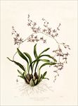 手绘花朵 兰花插画 植物 自然