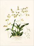 手绘花朵 兰花插画 植物 自然