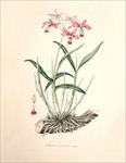 手绘花朵 兰花插画 植物 自然