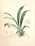 手绘花朵 兰花插画 植物 自然