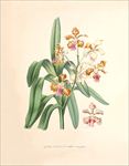 手绘花朵 兰花插画 植物 自然