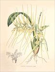 手绘花朵 兰花插画 植物 自然