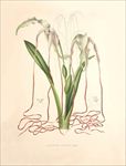 手绘花朵 兰花插画 植物 自然