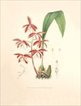 手绘花朵 兰花插画 植物 自然