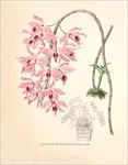 手绘花朵 兰花插画 植物 自然