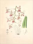 手绘花朵 兰花插画 植物 自然