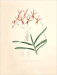 手绘花朵 手绘兰花 兰花插画