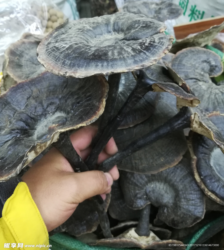 云南满泽野生竹灵芝