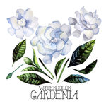 花纹
