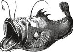 手绘海洋生物