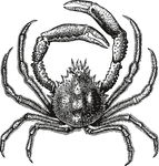 手绘海洋生物