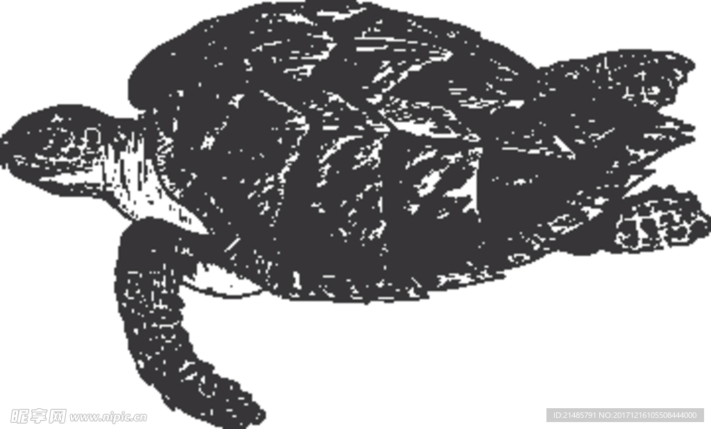 手绘海洋生物