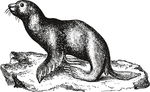 手绘海洋生物
