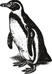 手绘海洋生物