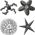 手绘海洋生物