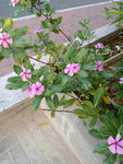 小花