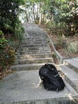 小猫爬山 小猫爬楼梯 包里的猫