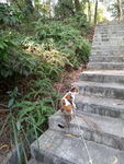 小猫爬山 小猫爬楼梯 包里的猫