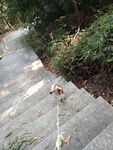 小猫爬山 小猫爬楼梯 包里的猫