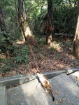 小猫爬山 小猫爬楼梯 包里的猫