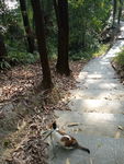 小猫爬山 小猫爬楼梯 包里的猫