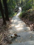 小猫爬山 小猫爬楼梯 包里的猫