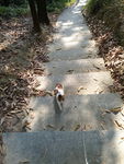 包里的猫 山间小路 小猫爬树