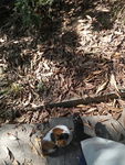 小猫爬树 小猫 三色猫
