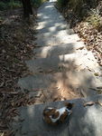 小猫爬树 小猫 三色猫 小花猫