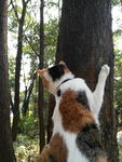 小猫爬树 小猫 三色猫 小花猫