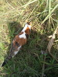 小猫 三色猫 小花猫 水草