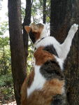 小猫爬树 小猫 三色猫 小花猫
