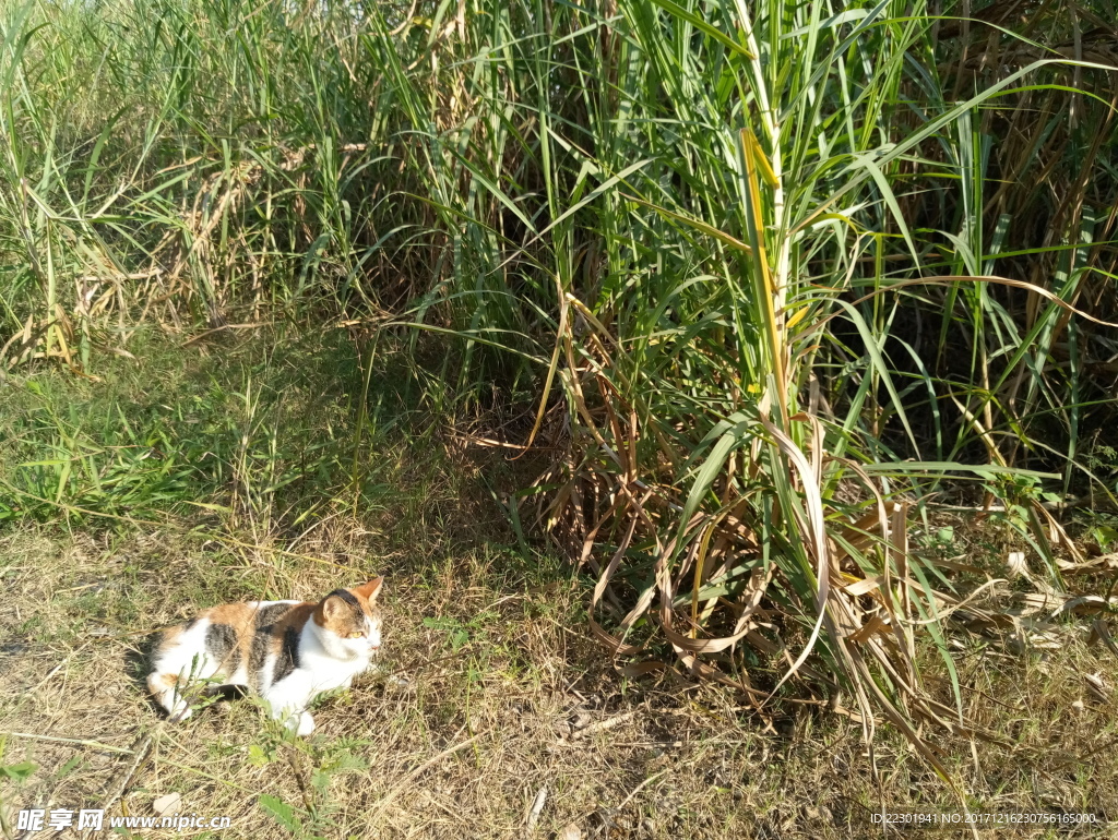 小花猫 水草 小路 绿草 绿藤