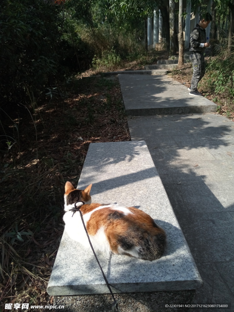 小花猫 水草 小路 绿草 绿藤