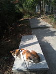 小花猫 水草 小路 绿草 绿藤