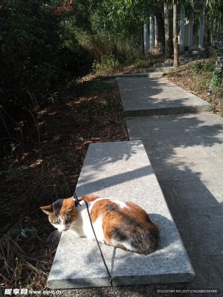 小花猫 水草 小路 绿草 绿藤