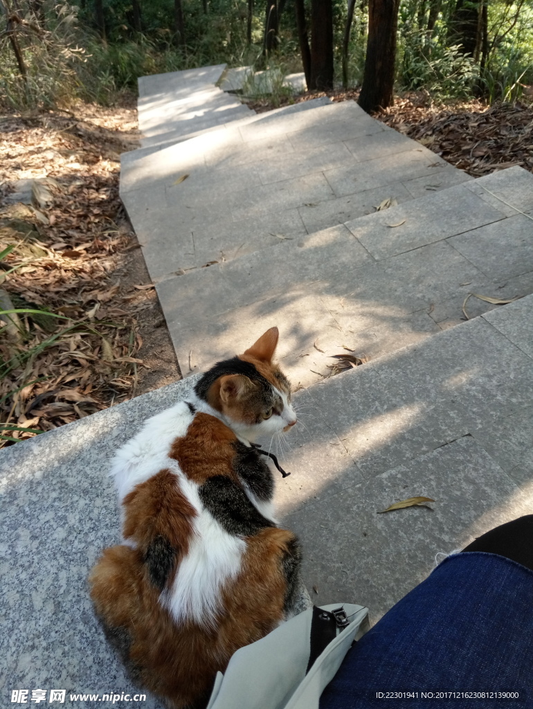 小花猫 水草 小路 绿草 绿藤