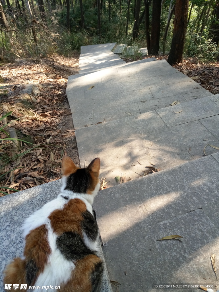 小花猫 水草 小路 绿草