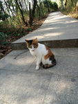 小花猫