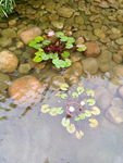 水草  绿草 绿藤蔓