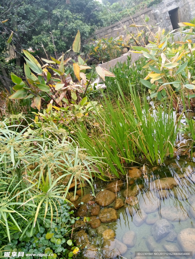 水草 小路 绿草 绿藤满