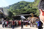 大象泼水祝福