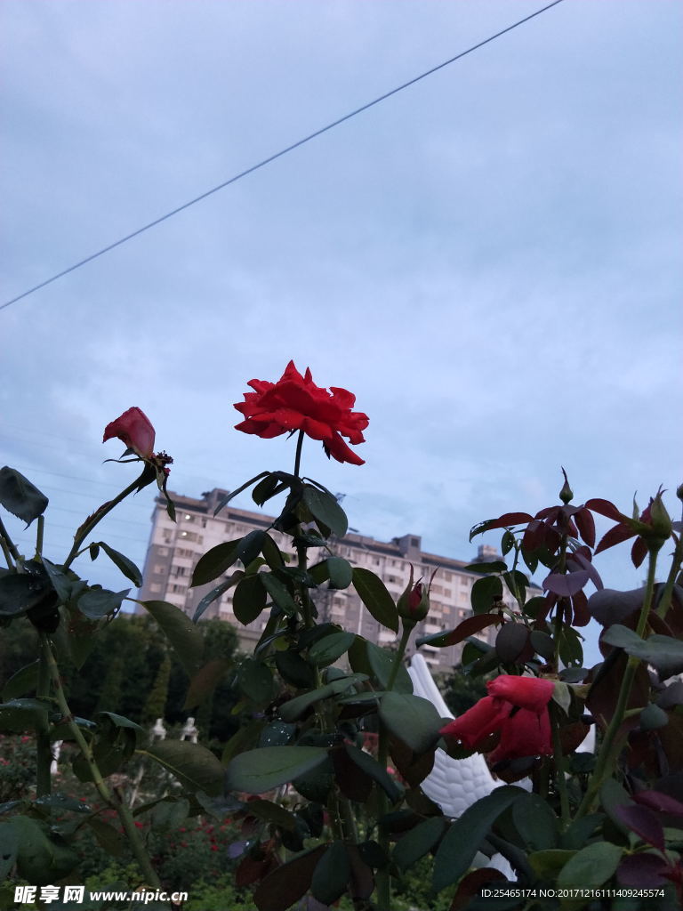 花